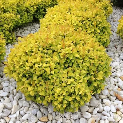 Барбарис БОНАНЗА ГОЛД тунберга  Барбарис БОНАНЗА ГОЛД тунберга в Тольятти