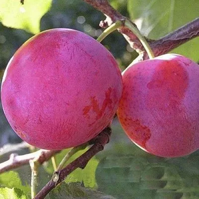 Слива ДЕЛИКАТНАЯ в Тольятти