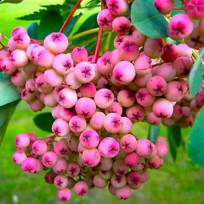 Рябина ПИНК сладкоплодная  Рябина ПИНК сладкоплодная в Тольятти