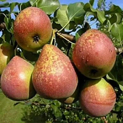 Груша МРАМОРНАЯ  Груша МРАМОРНАЯ в Тольятти