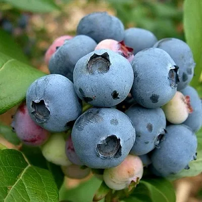 Голубика КОЛЛИНЗ в Тольятти