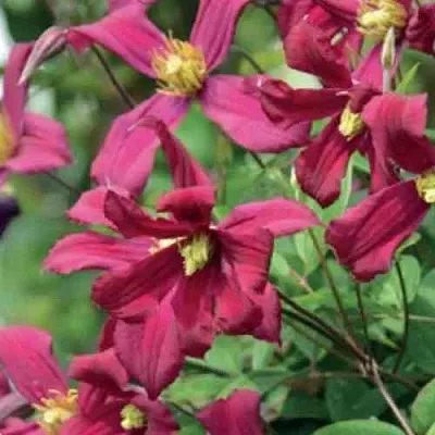 Клематис СТРОУБЕРРИ ФИЛДС  Клематис СТРОУБЕРРИ ФИЛДС в Тольятти