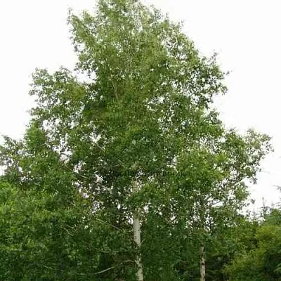 Береза бородавчатая  Береза бородавчатая в Тольятти