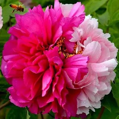 Пион ДВЕ СЕСТРЫ древовидный в Тольятти