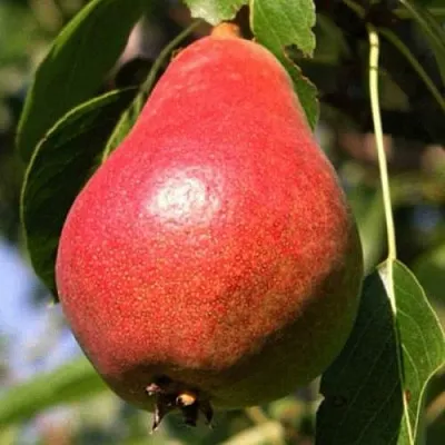 Груша НАРЯДНАЯ ЕФИМОВА  Груша НАРЯДНАЯ ЕФИМОВА в Тольятти