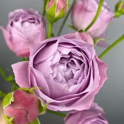 Саженцы роз ЛАВЕНДЕР БАБЛС спрей  Саженцы роз ЛАВЕНДЕР БАБЛС спрей в Тольятти