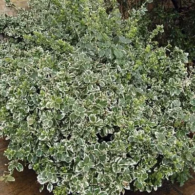 Бересклет ЭМЕРАЛЬД ГАИТИ форчуна  Бересклет ЭМЕРАЛЬД ГАИТИ форчуна в Тольятти