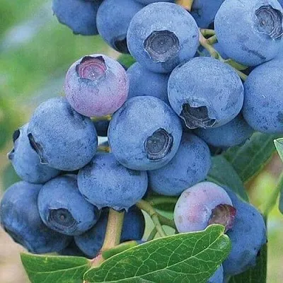 Голубика ЭРЛИБЛЮ в Тольятти