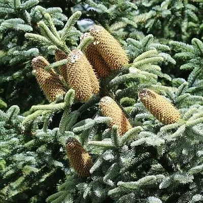 Пихта благородная  Пихта благородная в Тольятти