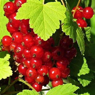 Смородина красная ГАЗЕЛЬ  Смородина красная ГАЗЕЛЬ в Тольятти