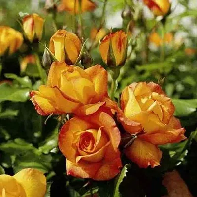 Саженцы роз САХАРА плетистая  Саженцы роз САХАРА плетистая в Тольятти