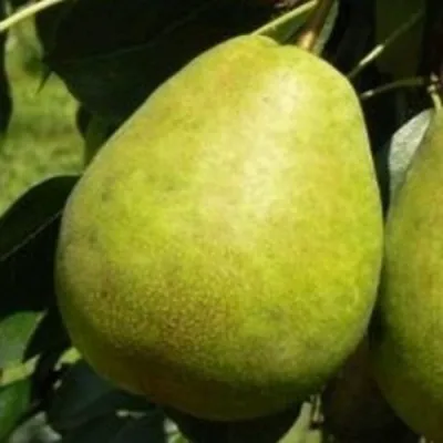 Груша ЛАГОДНАЯ — описание сорта Груша ЛАГОДНАЯ в Тольятти