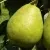 Груша ЛАГОДНАЯ — описание сорта Груша ЛАГОДНАЯ в Тольятти