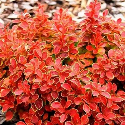 Барбарис КОРАЛ тунберга  Барбарис КОРАЛ тунберга в Тольятти