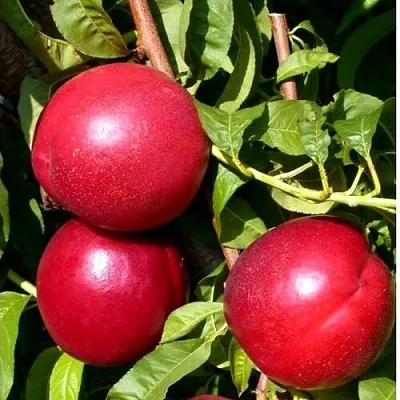 Нектарин ХАРКО  Нектарин ХАРКО в Тольятти