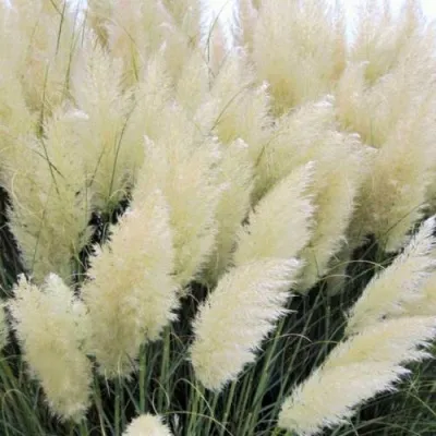 Кортадерия белая (пампасная трава) в Тольятти