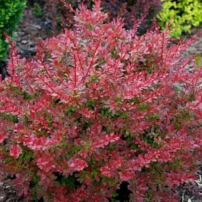 Барбарис ГОЛДЕН РИНГ тунберга  Барбарис ГОЛДЕН РИНГ тунберга в Тольятти