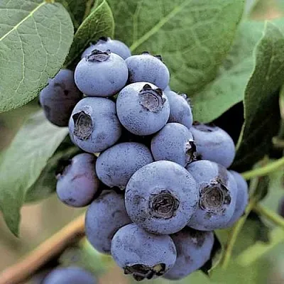 Голубика ПАТРИОТ в Тольятти