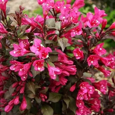 Вейгела БЛЭК РУБИ  Вейгела БЛЭК РУБИ в Тольятти