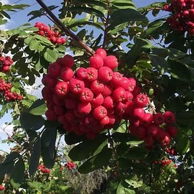 Рябина МОРАВСКАЯ сладкоплодная  Рябина МОРАВСКАЯ сладкоплодная в Тольятти