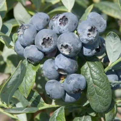 Голубика БРИГИТТА — описание сорта Голубика БРИГИТТА в Тольятти