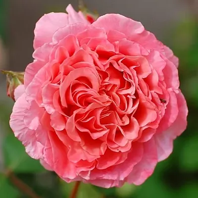 Саженцы роз ЛОРАН КАБРОЛЬ шраб  Саженцы роз ЛОРАН КАБРОЛЬ шраб в Тольятти