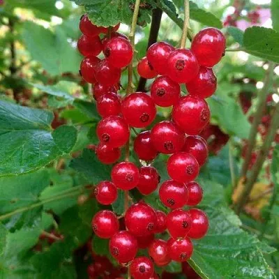 Смородина красная КОНСТАНТИНОВСКАЯ  Смородина красная КОНСТАНТИНОВСКАЯ в Тольятти