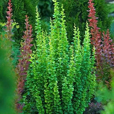 Барбарис ЭРЕКТА тунберга  Барбарис ЭРЕКТА тунберга в Тольятти