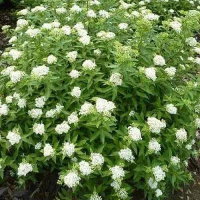 Спирея АЛЬБИФЛОРА японская  Спирея АЛЬБИФЛОРА японская в Тольятти