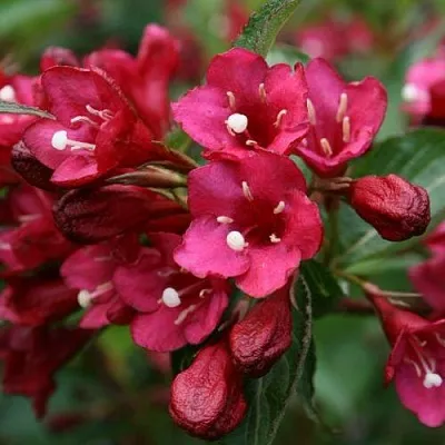 Вейгела ЕВА РАТКЕ  Вейгела ЕВА РАТКЕ в Тольятти