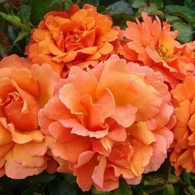 Саженцы роз БРИДЖ ОФ САЙЗ плетистая  Саженцы роз БРИДЖ ОФ САЙЗ плетистая в Тольятти