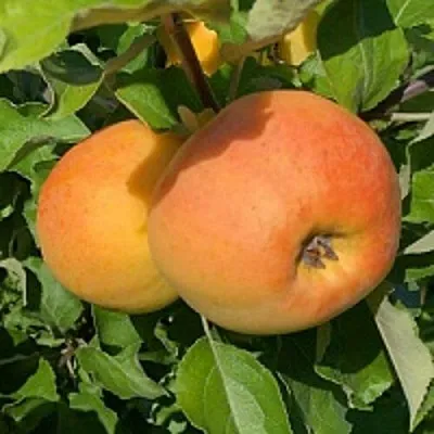 Яблоня АНТОНОВКА ЗОЛОТАЯ  Яблоня АНТОНОВКА ЗОЛОТАЯ в Тольятти