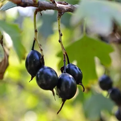 Смородина золотистая ДУСТЛИК в Тольятти