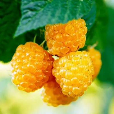 Малина МЕДОВАЯ  Малина МЕДОВАЯ в Тольятти