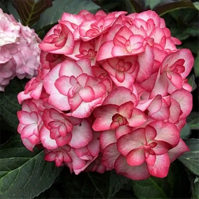 Гортензия Ю ЭНД МИ МИСС САОРИ крупнолистная в Тольятти