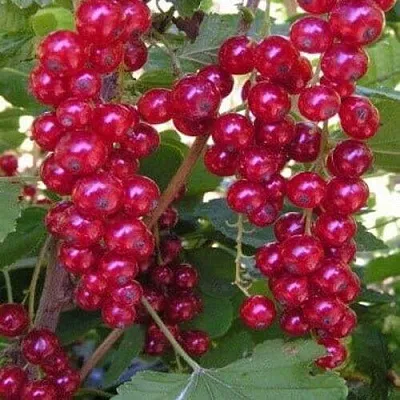 Смородина красная ПУРПУРНАЯ  Смородина красная ПУРПУРНАЯ в Тольятти