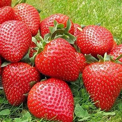 Клубника ЭЛИАНЕ  Клубника ЭЛИАНЕ в Тольятти