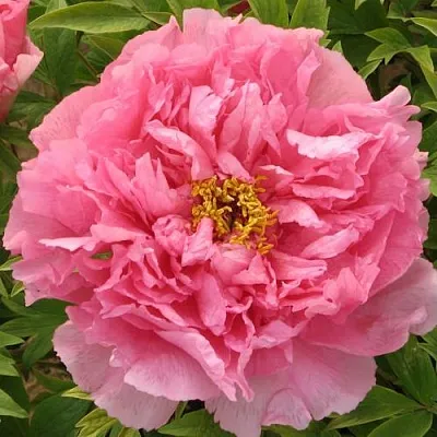 Пион СЕРЕБРИСТЫЙ РУЧЕЙ древовидный в Тольятти