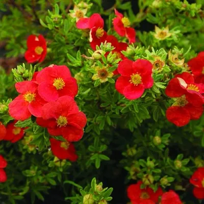 Лапчатка РЕД АЙС кустарниковая  Лапчатка РЕД АЙС кустарниковая в Тольятти