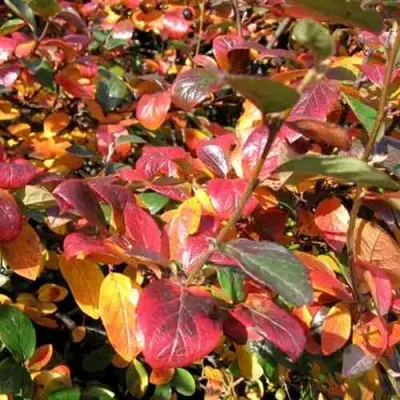 Кизильник блестящий — описание сорта Кизильник блестящий в Тольятти