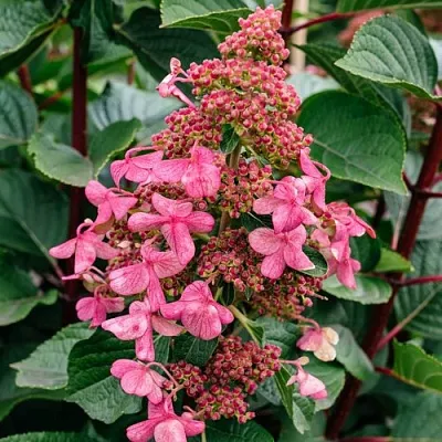 Гортензия ИНФИНИТИ метельчатая в Тольятти