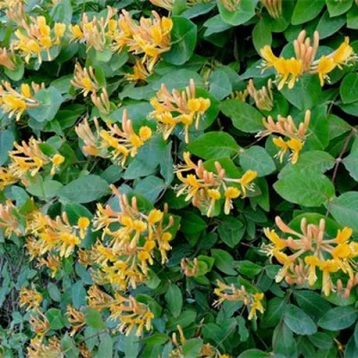 Жимолость ТЕЛЬМАНА в Тольятти