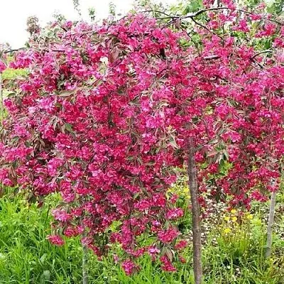 Яблоня КИНГ БЬЮТИ декоративная в Тольятти