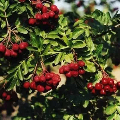 Рябина РУБИНОВАЯ сладкоплодная — описание сорта Рябина РУБИНОВАЯ сладкоплодная в Тольятти