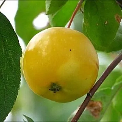 Яблоня КИТАЙКА ЖЁЛТАЯ колонновидная  Яблоня КИТАЙКА ЖЁЛТАЯ колонновидная в Тольятти