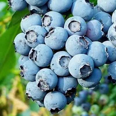 Голубика БРИГИТТА БЛЮ в Тольятти