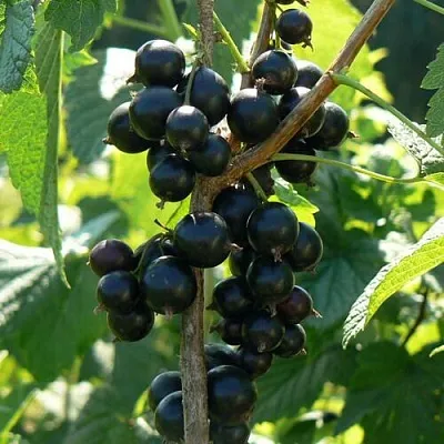 Смородина черная ВОЛОГДА в Тольятти