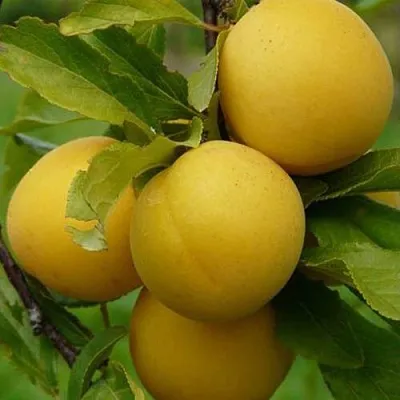 Слива СОЛНЫШКО  Слива СОЛНЫШКО в Тольятти