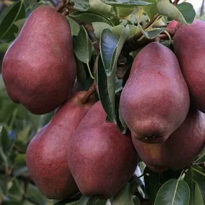 Груша РЕД ВИЛЬЯМС  Груша РЕД ВИЛЬЯМС в Тольятти