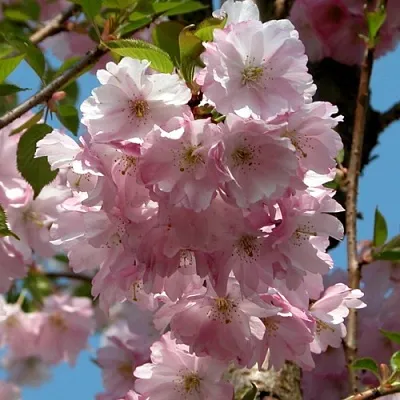 Вишня АККОЛЕЙД цветущая  Вишня АККОЛЕЙД цветущая в Тольятти